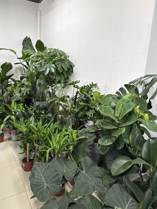 Комнатные растения - озеленение