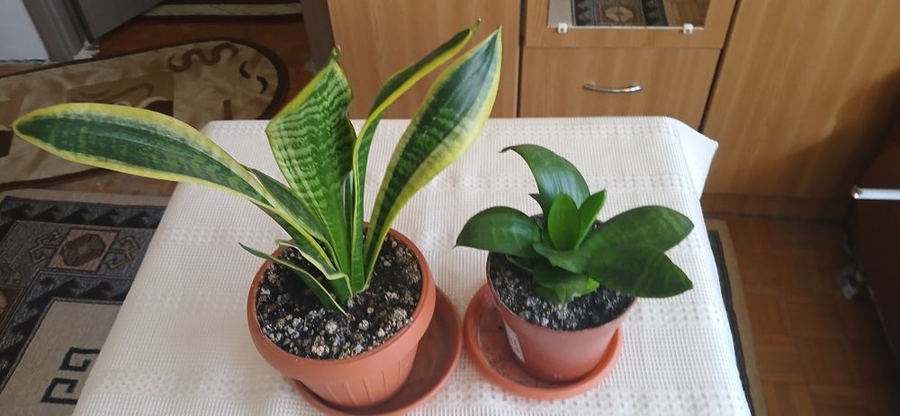 2 ghivece Sansevieria 50 lei amândouă