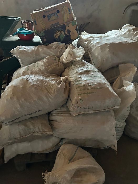 Cartofi de porci de vanzare 0.80 leu/kg