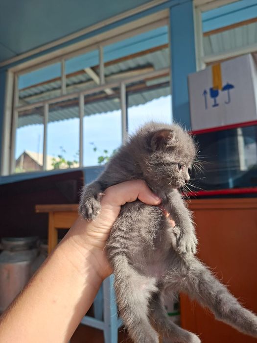 Продам маленьких котят