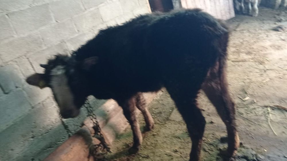 Продам телку от молочной коровы