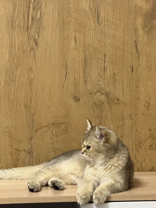 шиншиллы (мальчик, 4 месяца, документы)