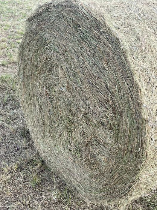 Сено разнотравье