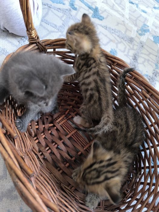 Милые котята в добрые руки