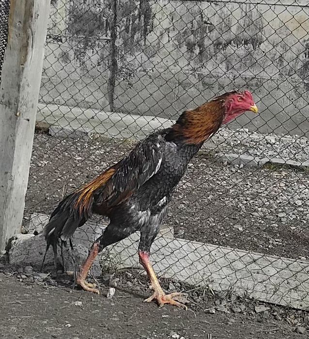 Дакан, Пепил қораз сатылады