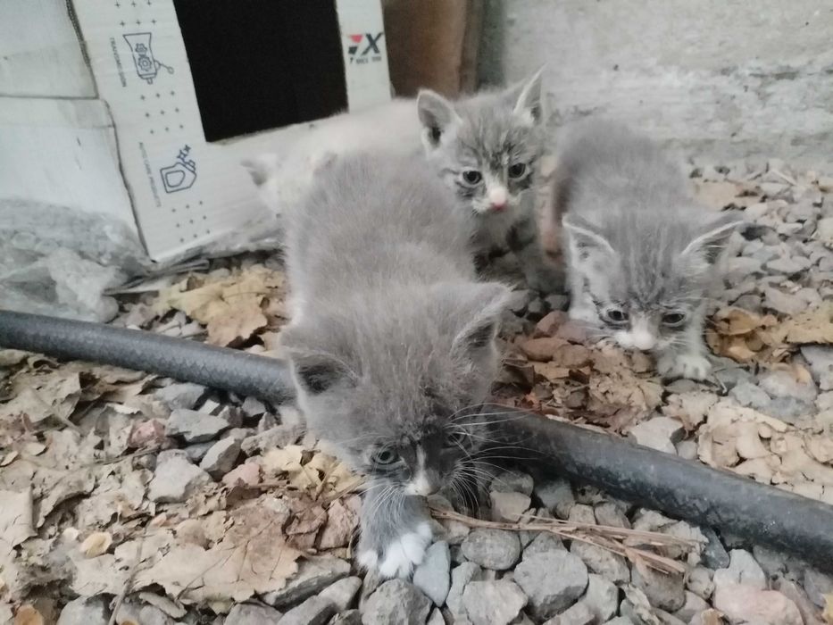 Отдам котят в добрые руки