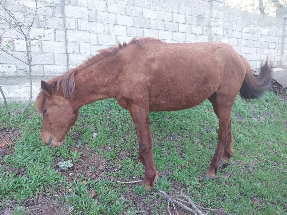 Продам кобылу. 2 года