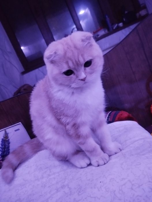 Shatland mushuk 4 oylik