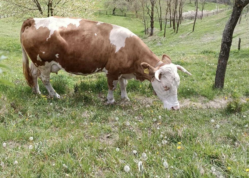 Vaca 8 ani