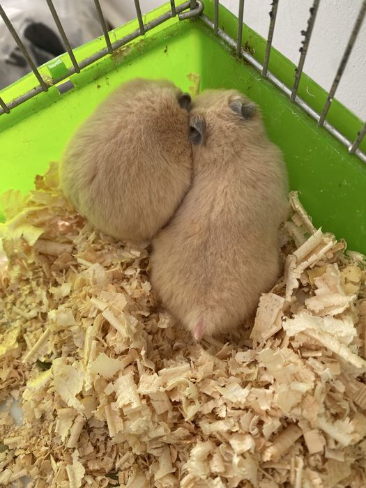 Хомячки красивые