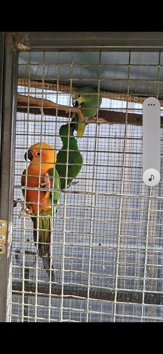 Mascul Amazon de Venezuela