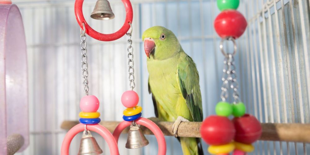 Perusi si alte specii papagali