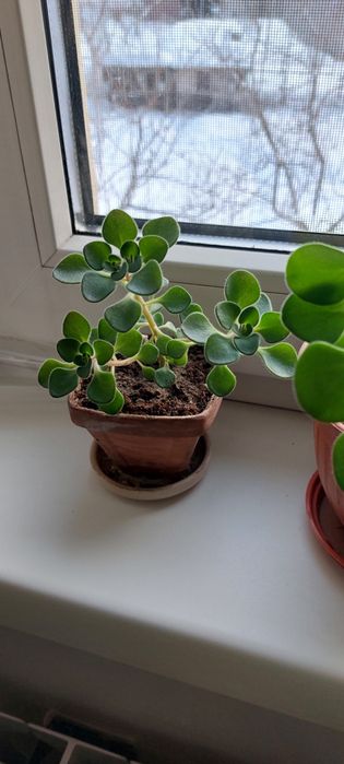 Аихризон -дерево любви