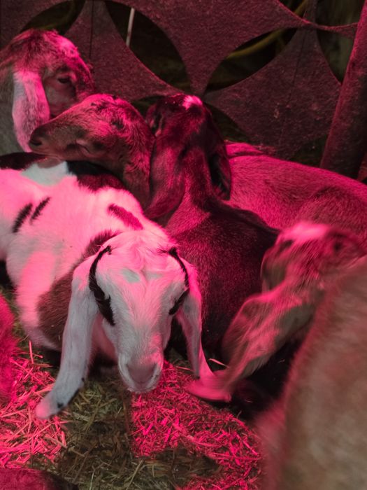 Tapi Iezi din capre anglonubian de vanzare