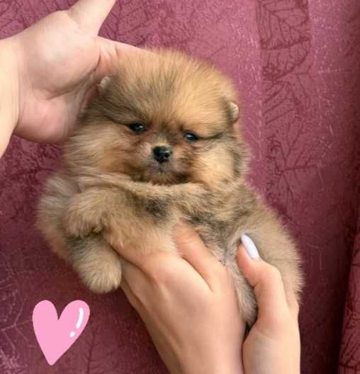 Померанский Шпиц