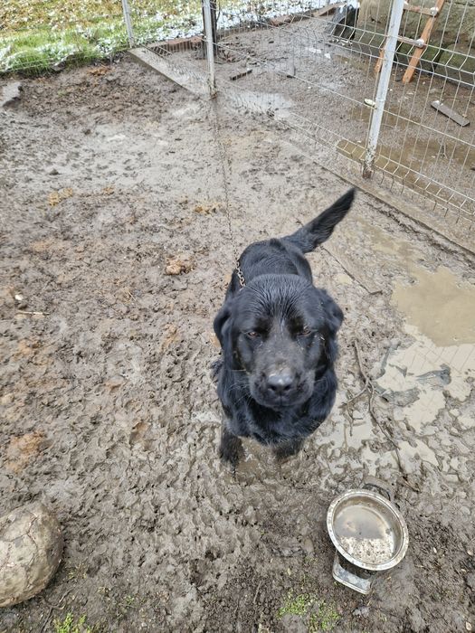 Donație câine labrador negru