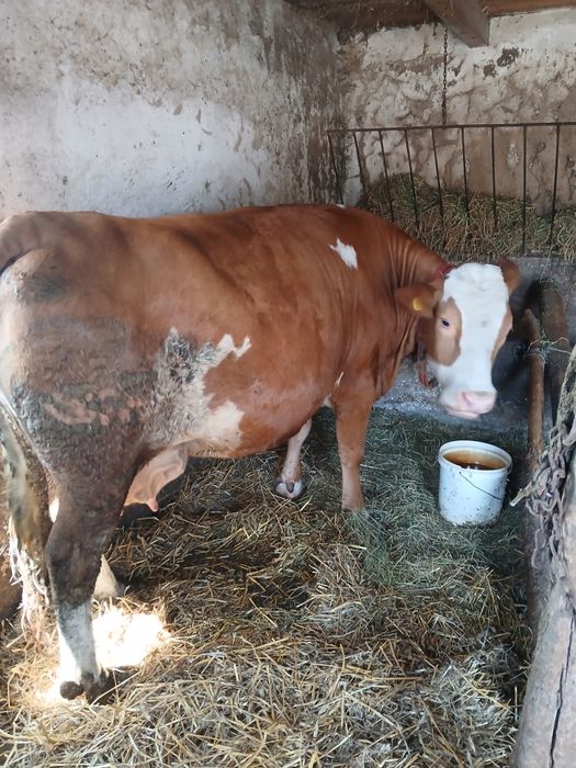 Vand vaca baltata romaneasca