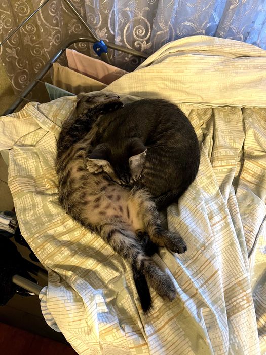 Котята в любящую семью