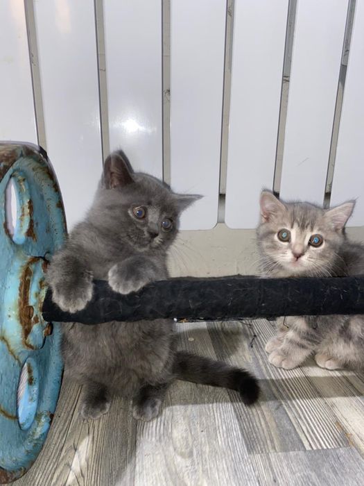 Продам котят британских шотландских