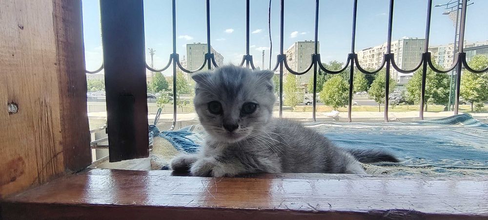 Продается котенок Scottish Fold
