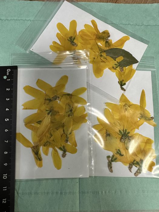 Сухоцветы для рукоделия