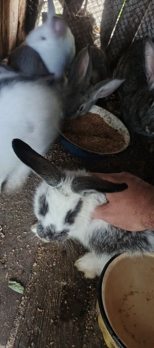 Продаются Крольчата