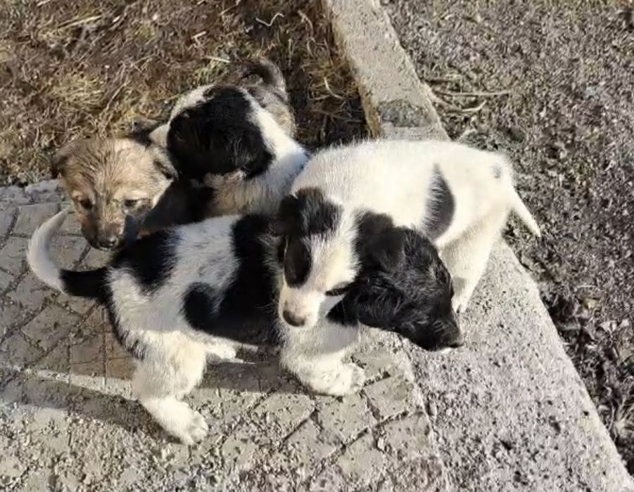 Отдам в добрые руки