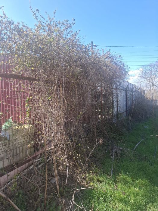 Curățenie terenuri , defrisari , toaletari , echipă serioasa