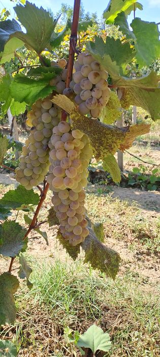 Продавам грозде - Мерло, Ркацители, Мавруд