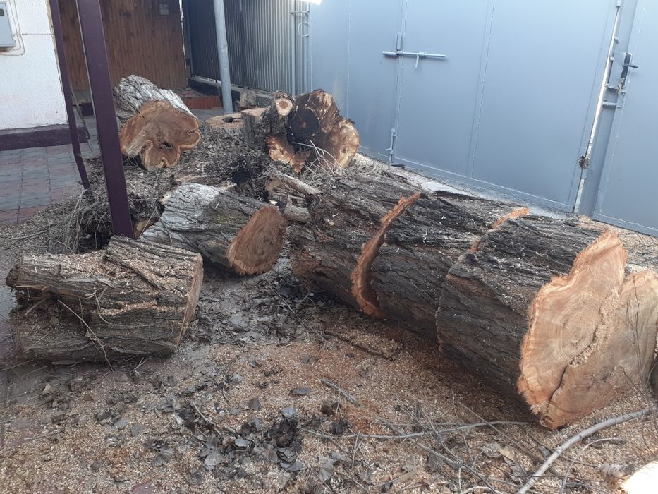 Узын агаш  кесылген отын сатлады