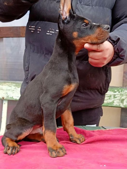 Родословни доберманчета