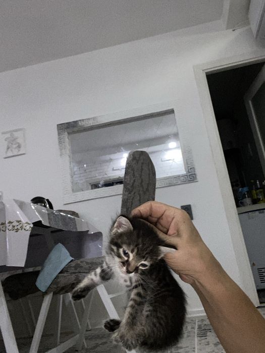 Кот котёнок кошка 2