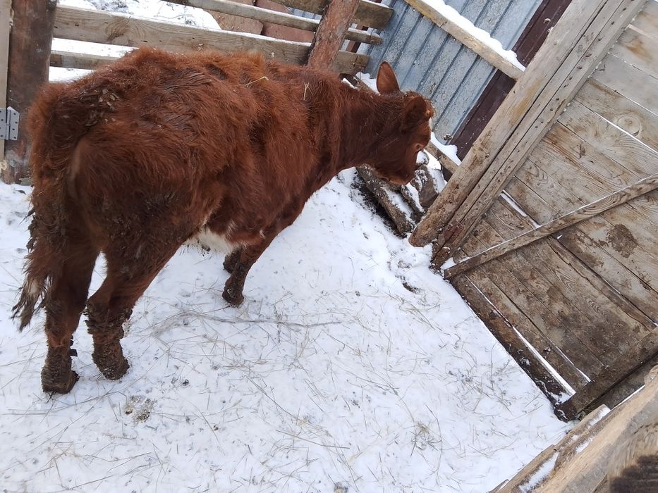 Продам телёнка телочка