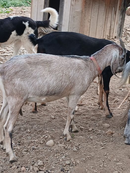 Capre din rasa Anglo-nubian și Alpina Franceză;Țap Anglo-nubian
