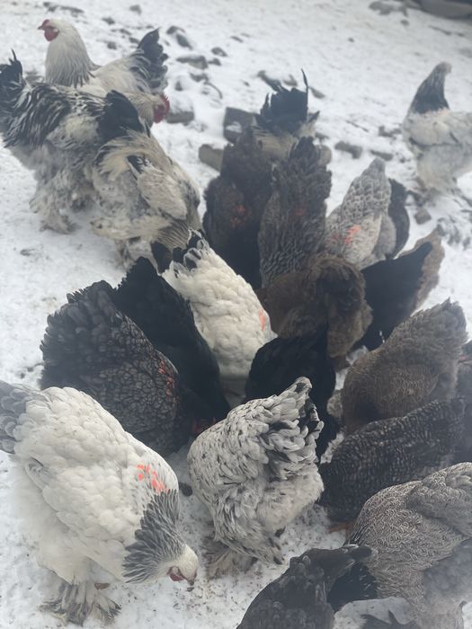 Vand oua pentru incuncubat !Rasa Brahma si Australop