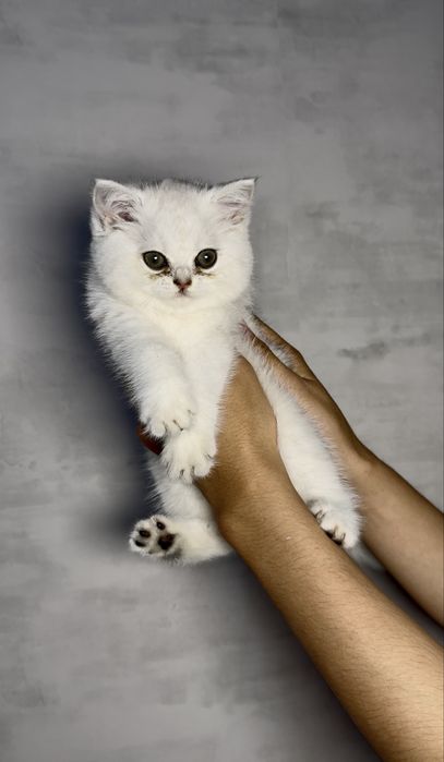 Британский пойнт шиншилла