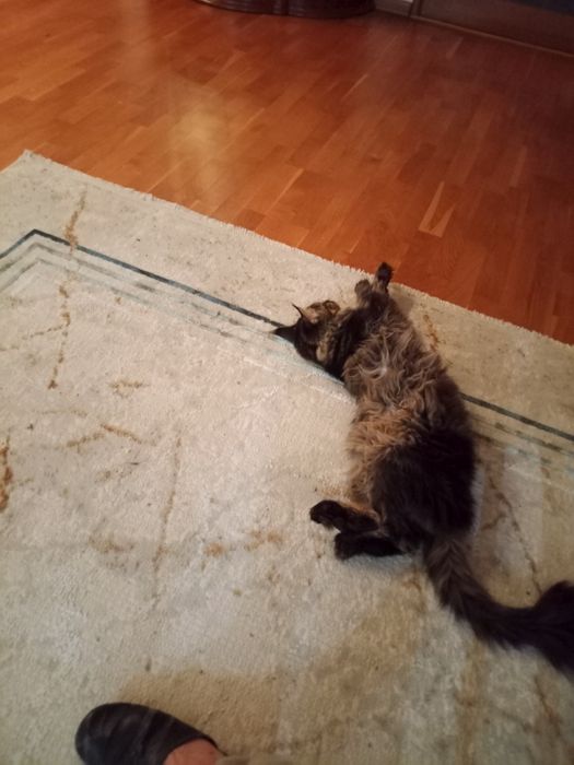 Мейн-кун, кастрирован.