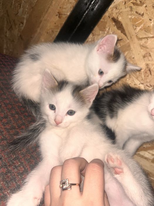 Отдам котят бесплатно , Срочно!