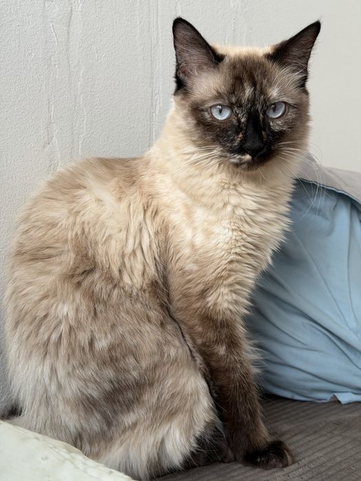 Отдам кота и кошку