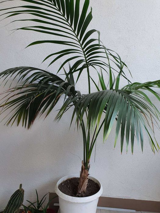 Палма Кенция, Хауея, Howea forsteriana