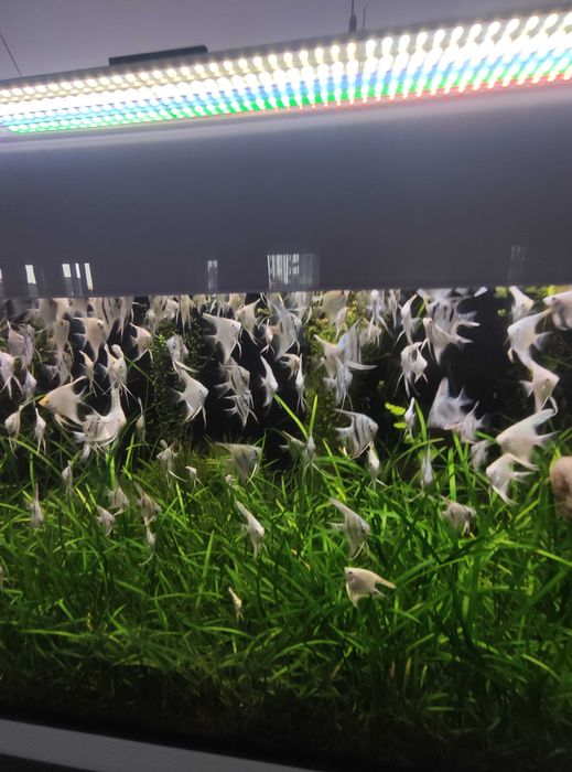 Продавам скаларии