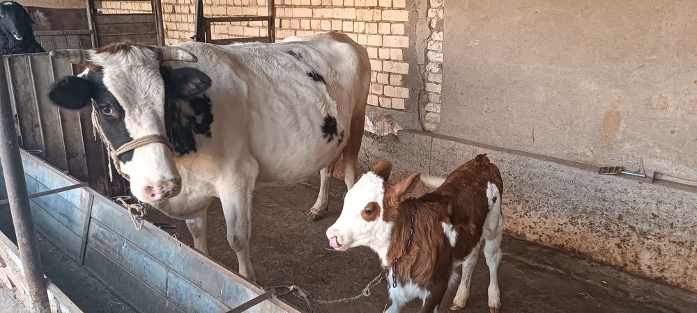 Premium Sigir sotiladi