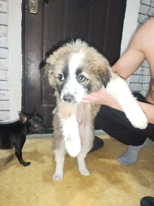 Одам в добрые руки щенков маломута