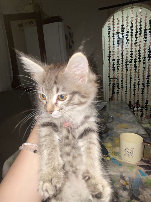 Отдам котенка девочку