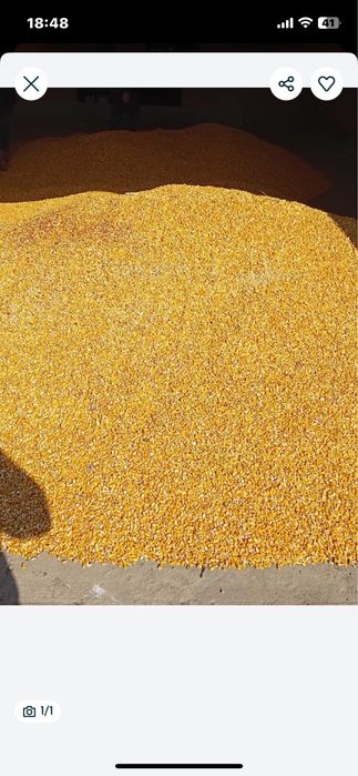 Grau si porumb in cantitati mici si mari