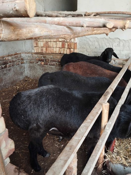 Курбонликка кучкорлар сотилади.