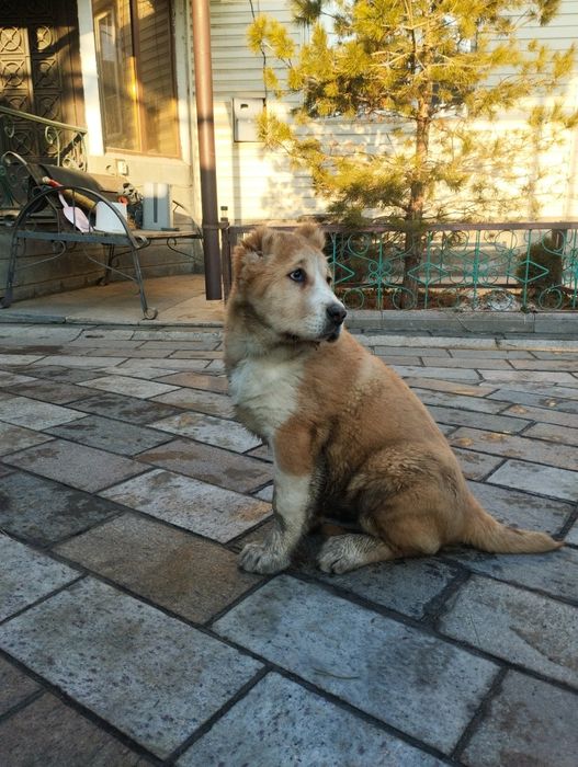 Щенки алабая сао