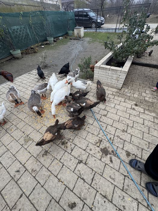 Vand gascani de anul asta