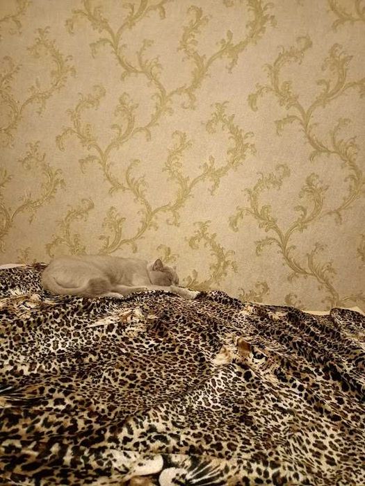 Передержка котов и кошек