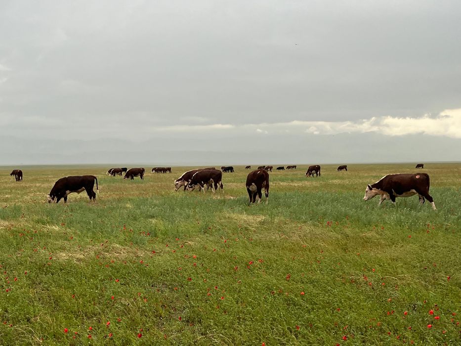 Племенной еркек бұзаулар